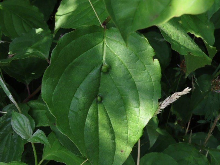 Craneiobia corni - upperside of leaf Copyright: Chris Gibson