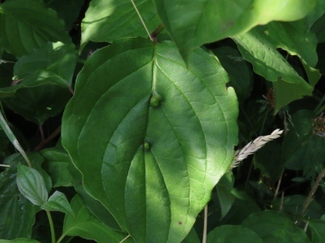 Craneiobia corni - upperside of leaf Copyright: Chris Gibson