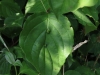 Craneiobia corni - upperside of leaf