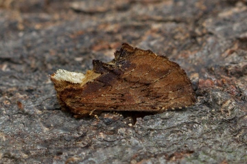 Coxcomb Prominent  Ptilodon capucina 1 Copyright: Graham Ekins