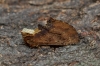 Coxcomb Prominent  Ptilodon capucina 1 Copyright: Graham Ekins