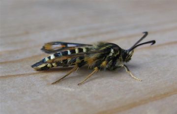 Six Belted Clearwing Copyright: Stephen Rolls