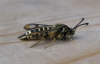 Six Belted Clearwing 
