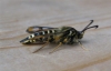 Six Belted Clearwing