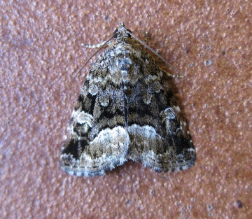 Marbled White Spot. Copyright: Stephen Rolls