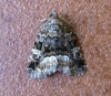 Marbled White Spot. Copyright: Stephen Rolls