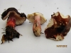 Russula queletii 1 