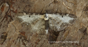 Eupithecia succenturiata  Bordered Pug Copyright: Graham Ekins