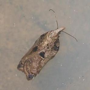 Acleris cristana 5 Copyright: Ben Sale