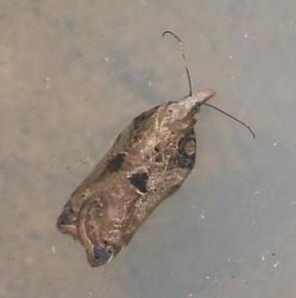Acleris cristana 5 Copyright: Ben Sale