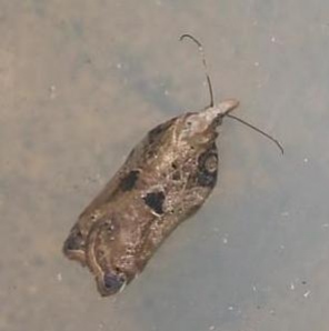 Acleris cristana 5 Copyright: Ben Sale