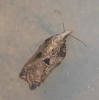 Acleris cristana 5