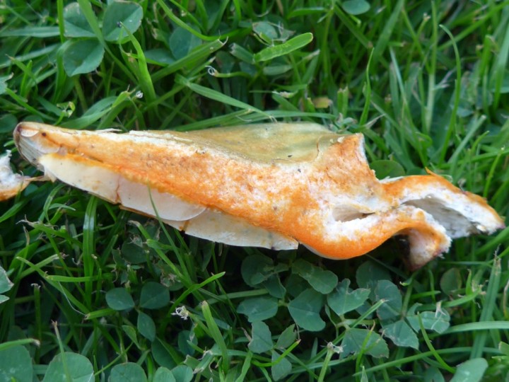 Lactarius semisanguifluus 2 Copyright: Graham Smith