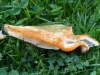 Lactarius semisanguifluus 2 