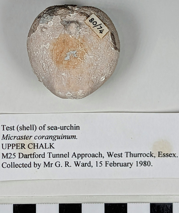 Test (shell) of sea-urchin Micraster coranguinum underside Copyright: William George