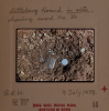 Littlebury Late Bronze Age Hoard M11 9 July 1978 slide 11 