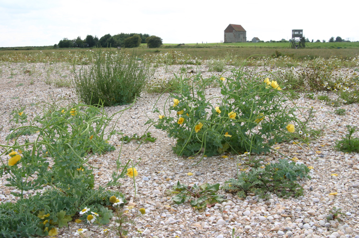 Glaucium flavum at Bradwell-on-Sea Cockle Spit Copyright: Chris Cater, Aug 2004
