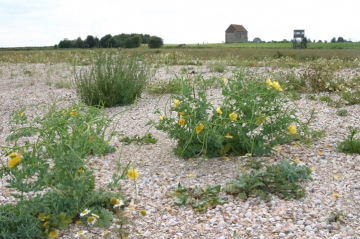 Glaucium flavum at Bradwell-on-Sea Cockle Spit Copyright: Chris Cater, Aug 2004