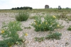 Glaucium flavum at Bradwell-on-Sea Cockle Spit