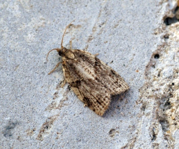 Clepsis spectrana Copyright: Ben Sale