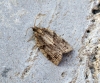 Clepsis spectrana Copyright: Ben Sale