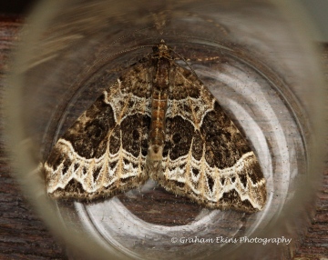 Small Phoenix Ecliptopera silaceata Copyright: Graham Ekins