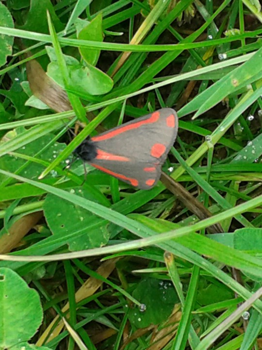 Moth in Daffodil Park Copyright: Mike Aiken