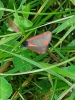 Moth in Daffodil Park 