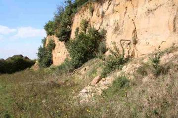 Chafford Hundred Sand Martin Cliff