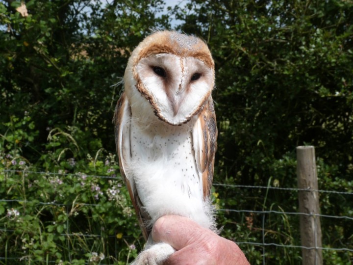 Barn Owl Copyright: Graham Smith