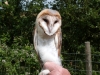 Barn Owl 