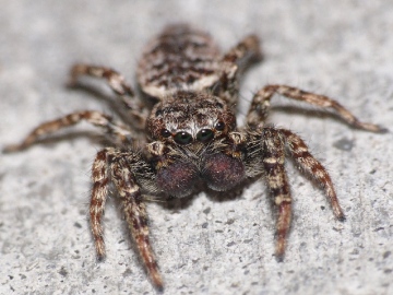 Jumping spider Marpissa muscosa front view Copyright: Peter Furze