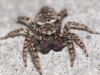 Jumping spider Marpissa muscosa front view 