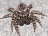 Jumping spider Marpissa muscosa front view Copyright: Peter Furze