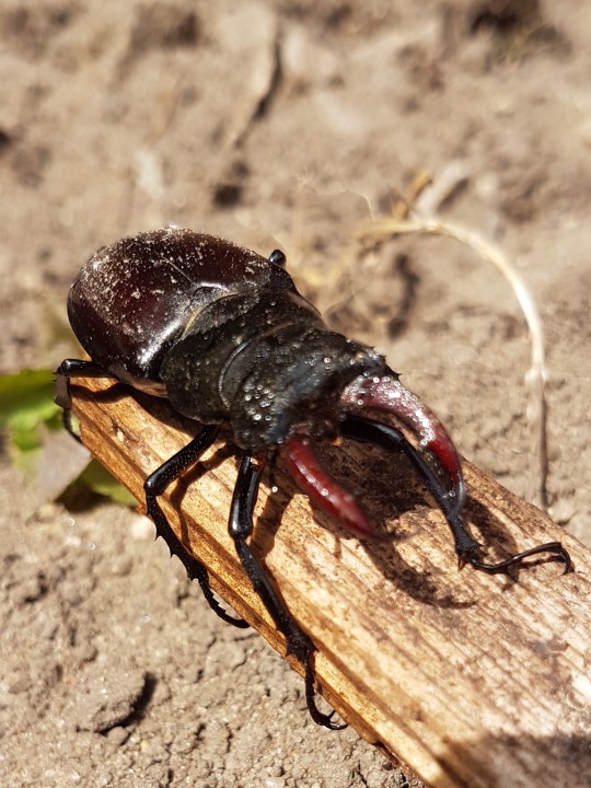 Stag beetle on my allotment Copyright: Herminia Day