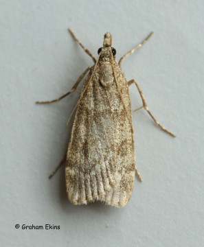 Scoparia subfusca 2 Copyright: Graham Ekins