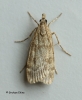 Scoparia subfusca 2 Copyright: Graham Ekins