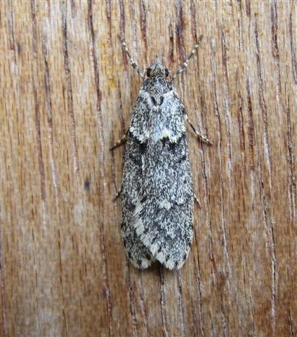 Diurnea fagella. Copyright: Stephen Rolls