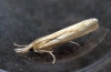 Pediasia aridella Copyright: Ben Sale