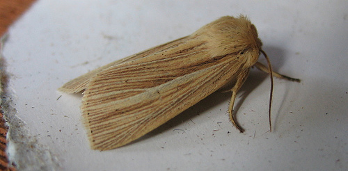 Common Wainscot. Copyright: Stephen Rolls