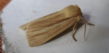 Common Wainscot. Copyright: Stephen Rolls