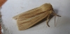 Common Wainscot. 