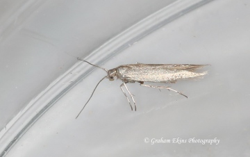 Coleophora laricella 3 Copyright: Graham Ekins