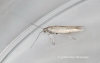 Coleophora laricella 3 Copyright: Graham Ekins