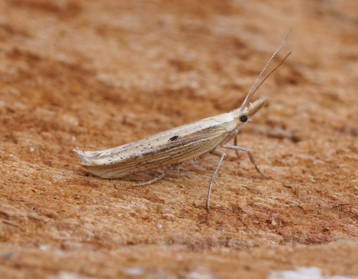 Ypsolopha nemorella 2 Copyright: Ben Sale