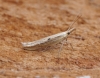 Ypsolopha nemorella 2 Copyright: Ben Sale