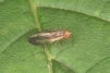 Peplomyza litura 