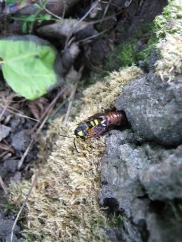 Hornet Moth3 Copyright: Stephen Rolls