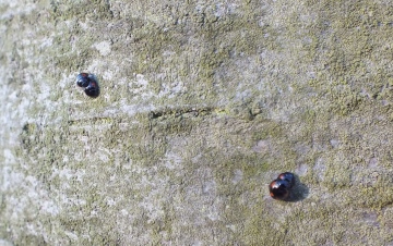 Pine Ladybirds mating 23 Feb 2012 Copyright: Peter Pearson