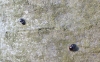 Pine Ladybirds mating 23 Feb 2012 